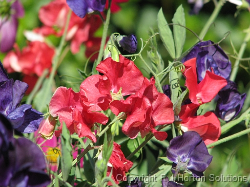 Sweet Peas_3